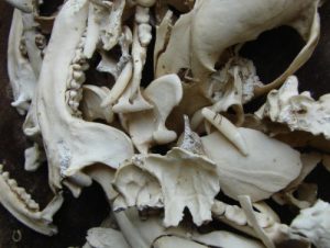 Mandible